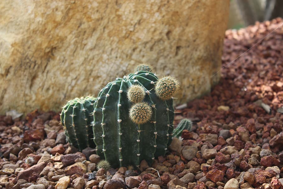 cactus, desert, tree, lesbian, thorn, mini, green, stone, rock HD wallpaper