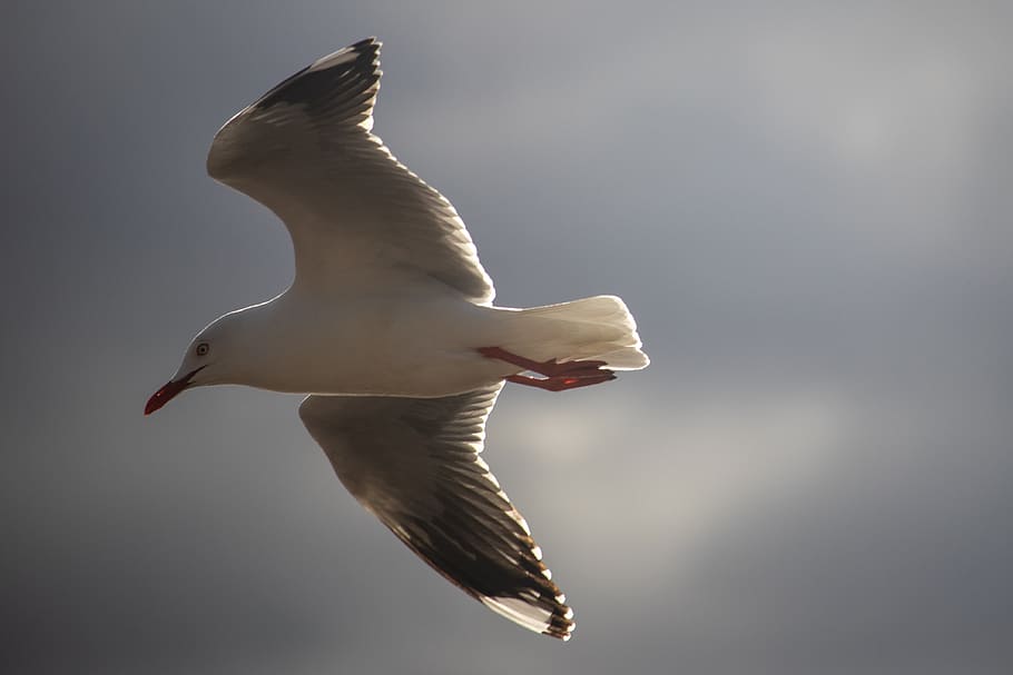 seagull, flying, bird, animal, wing, nature, dom, flight, animal themes HD wallpaper