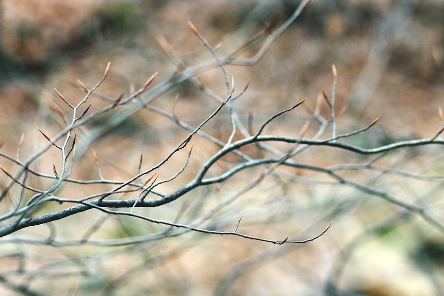 gray bare tree, animal, bird, bee eater, wood, branch, mammal HD wallpaper