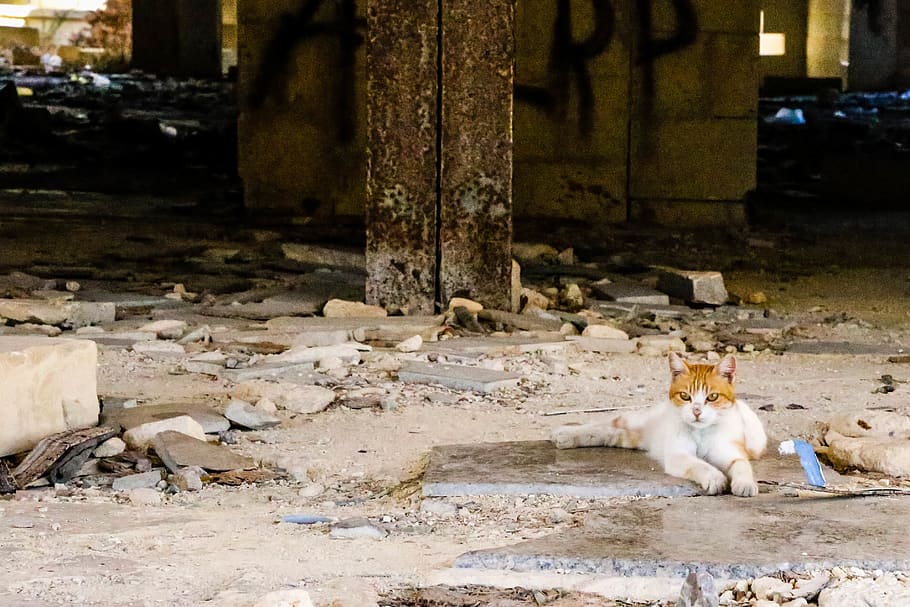 malta, marsaskala, white, rubble, desolate, eyes, cat, abandoned, HD wallpaper