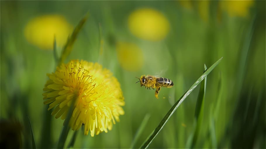 spring, flowers, nature, blossom, bloom, bee, animals in the wild HD wallpaper