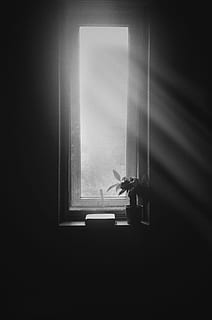 grayscale photography of plant on window, light, interior, room HD wallpaper