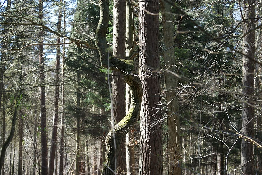 trees, nature, arboretum, forest, coniferous, wood, trunk, twisted HD wallpaper