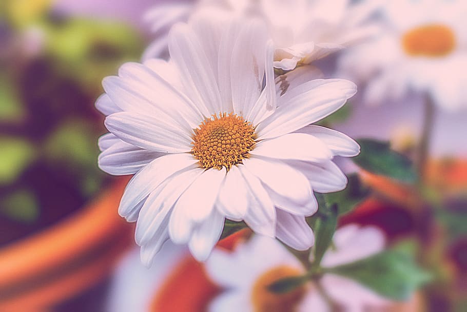 flower, flower gérbel, white, plant, nature, summer, flowering plant, HD wallpaper