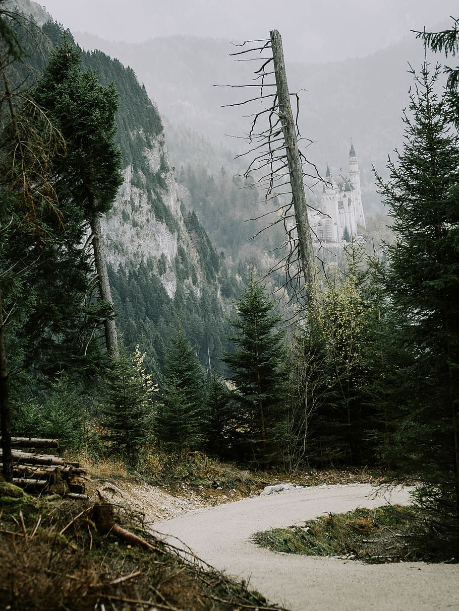 forest, nature, castle, mountain, tree, plant, beauty in nature HD wallpaper