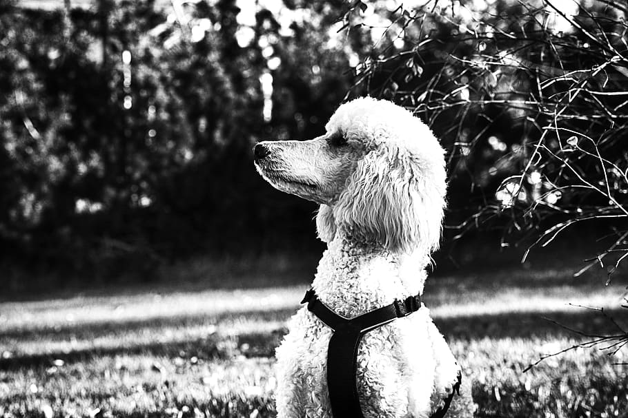 poodle, portrait, dog, one animal, animal themes, mammal, domestic HD wallpaper