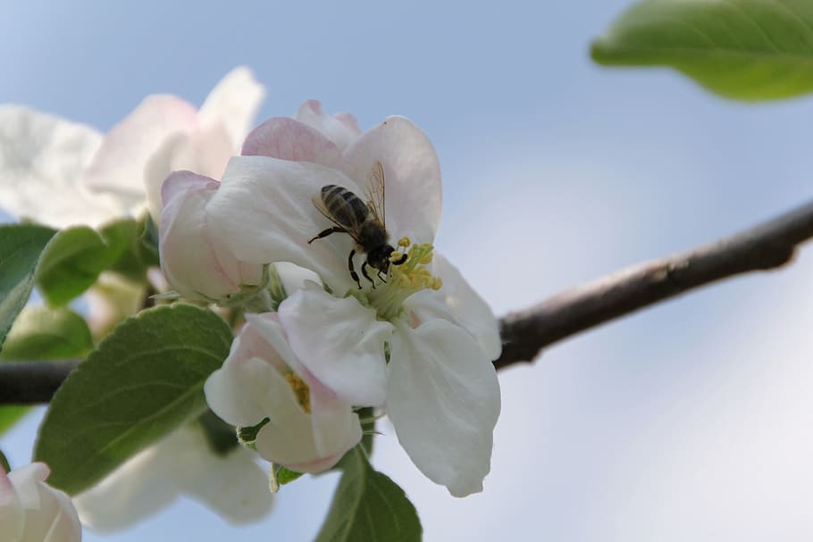 apple blossom, bee, spring, apple tree, pollination, insect HD wallpaper