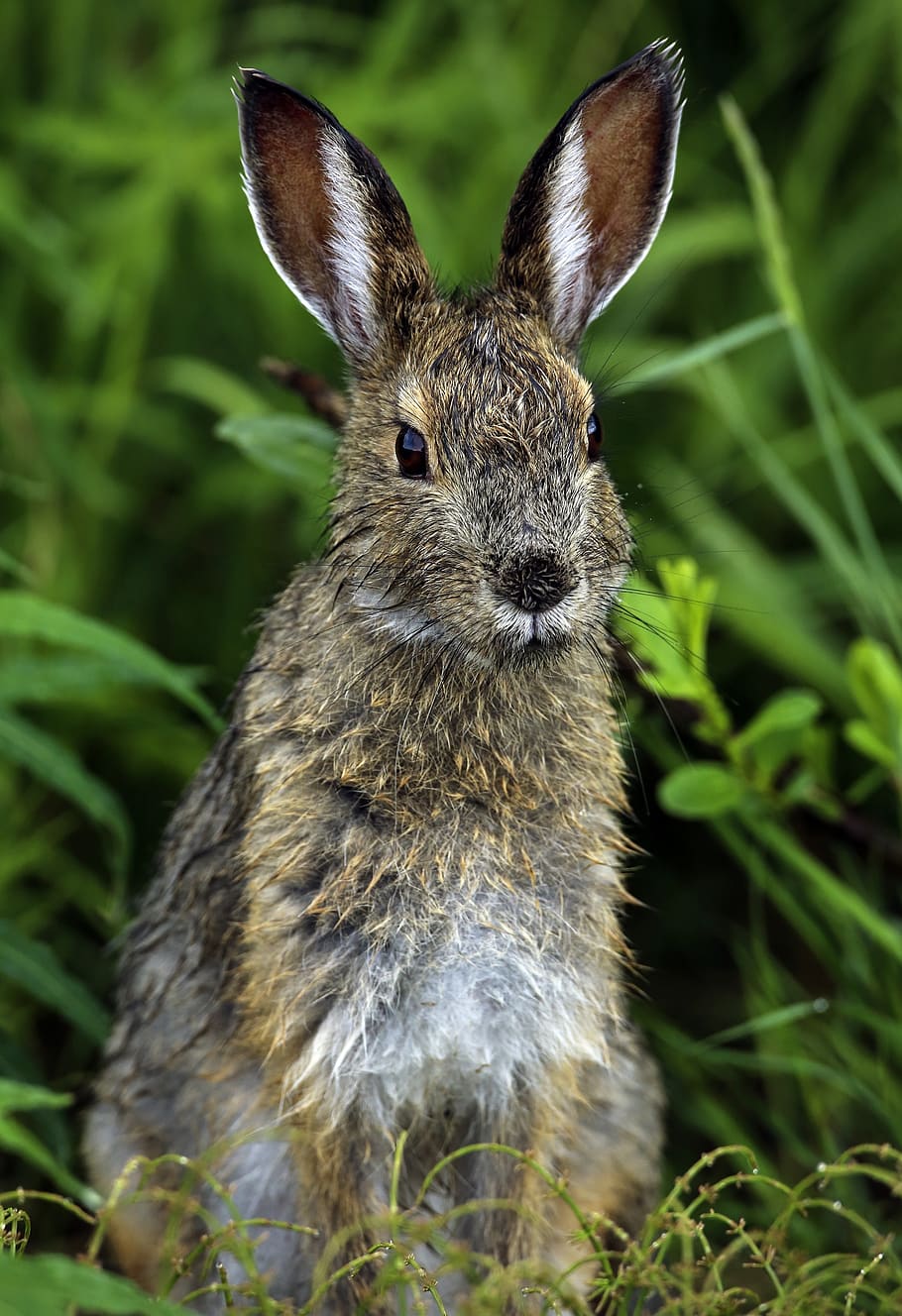 rabbit, hare, snowshoe, bunny, wildlife, nature, cute, furry HD wallpaper