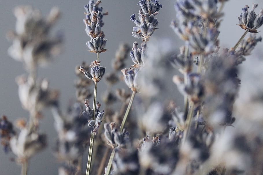 Close-up Photography of Lavender, aromatic, bloom, blossom, blur HD wallpaper
