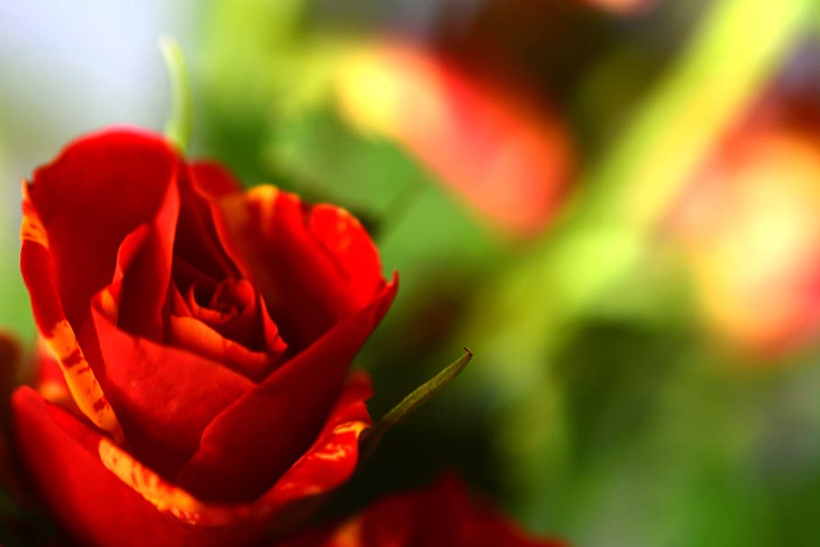 ros, love, background, flower, romantic, short, roses, valentine's day HD wallpaper