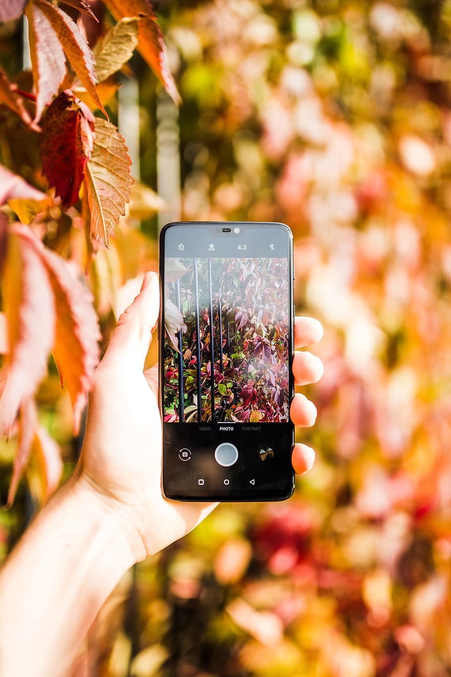 person taking photo of flowers, phone, hand, app, leaves, leaf HD wallpaper