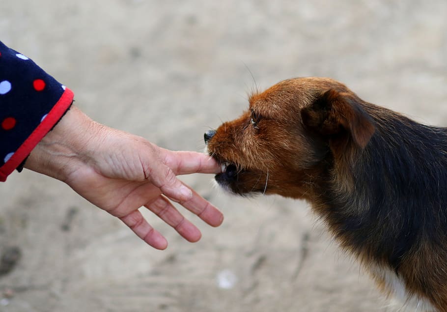 dog, hand, fly, funny, pet, human hand, human body part, domestic animals HD wallpaper