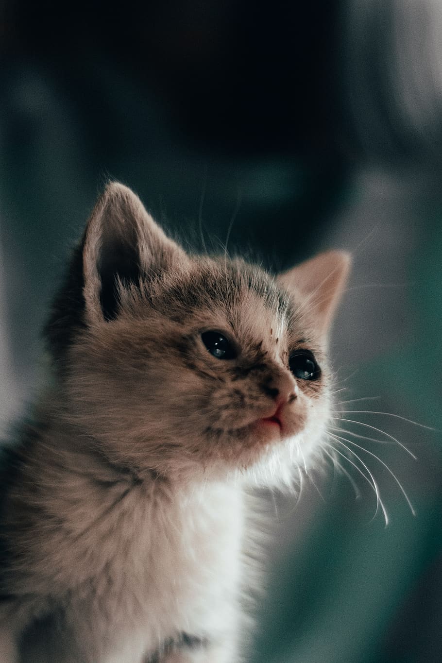 mammal, animal themes, domestic, pets, domestic animals, domestic cat HD wallpaper