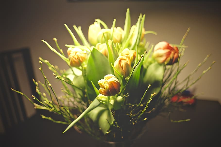 flower, spring, flowering plant, beauty in nature, freshness HD wallpaper