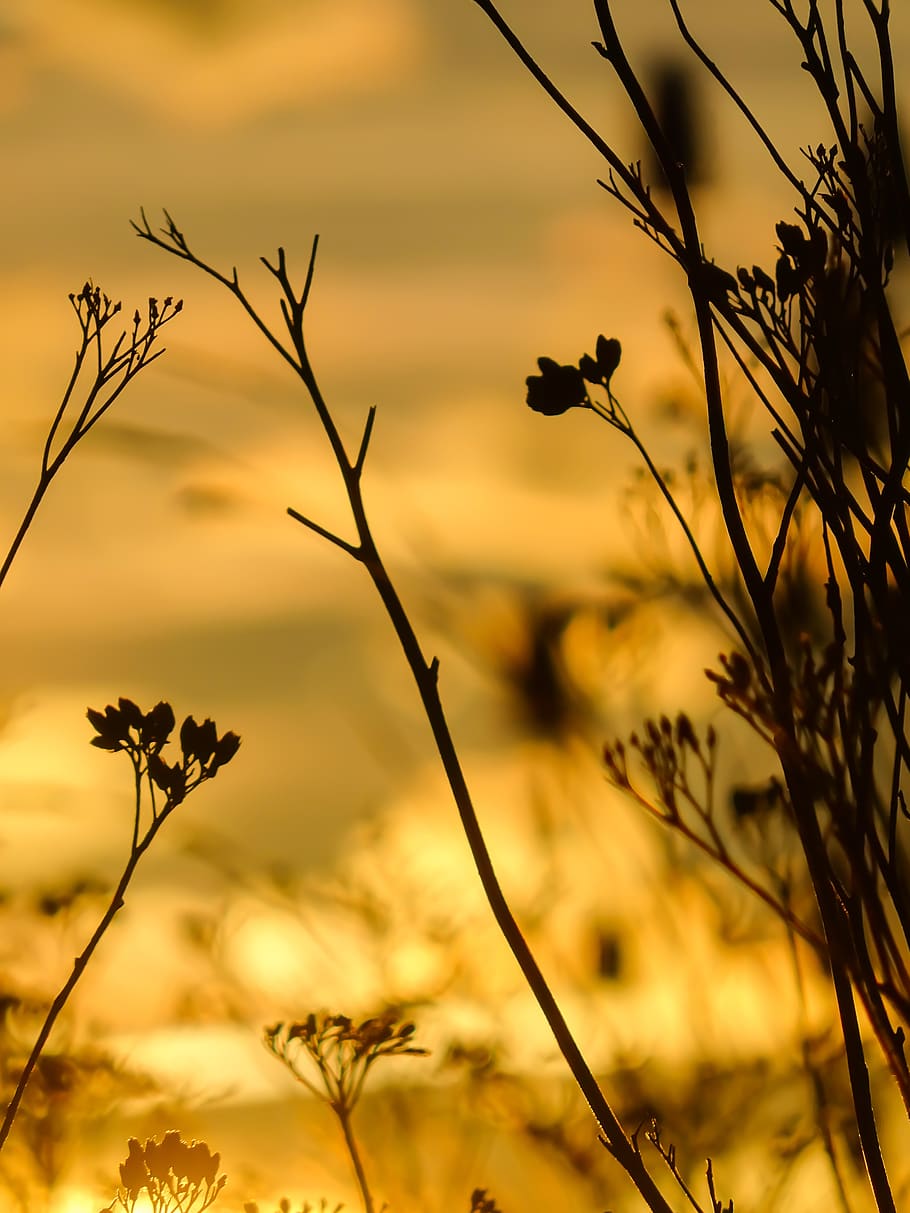 sunset, cloud clouds, gestrüb, streucher, flower flowers, setting HD wallpaper