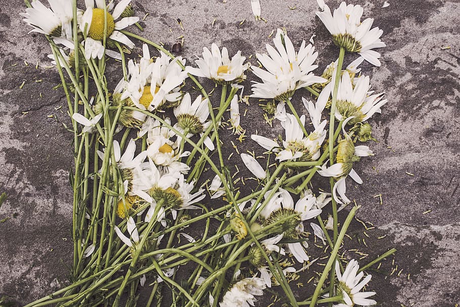 White Flowers, dead, death, decay, destroyed, marguerites, trampled down