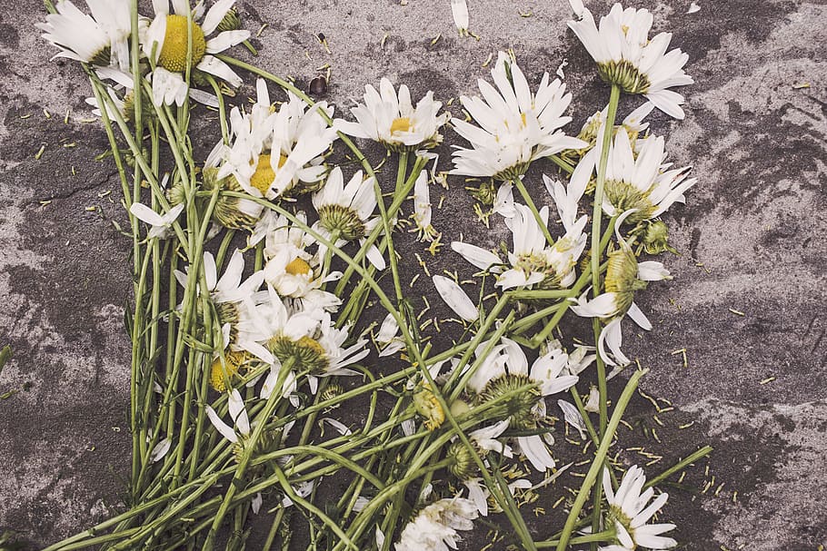 flowers, daisies, daisy, flowering plant, fragility, vulnerability HD wallpaper