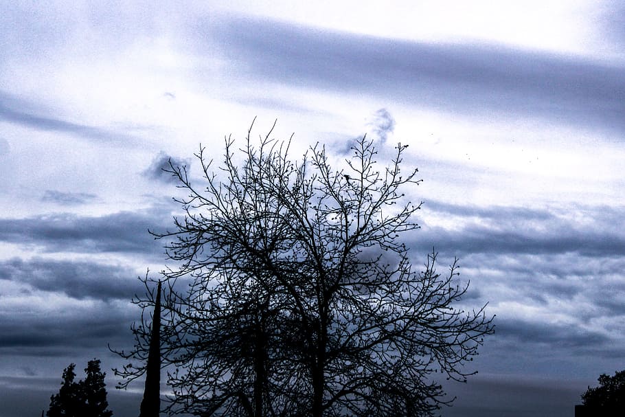 Photo of a Bare Tree Under Cloud Sky, branches, clouds, cloudy HD wallpaper