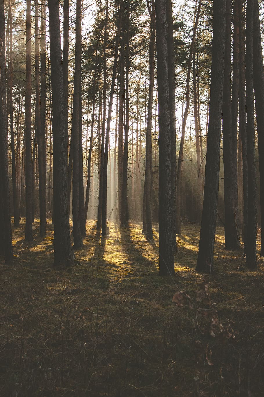 Tall Green Trees, backlit, conifers, daylight, forest, mist, pine trees HD wallpaper