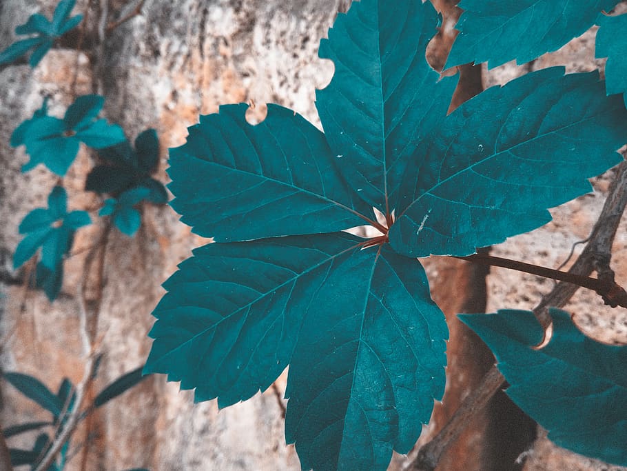 turkey, pamukkale, leaf, plant part, growth, close-up, green color HD wallpaper
