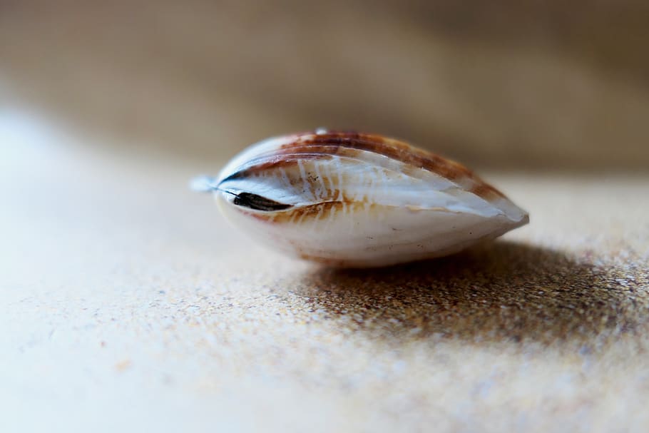 shell, the beach pearl, sand, seashell, close up, mother of pearl HD wallpaper