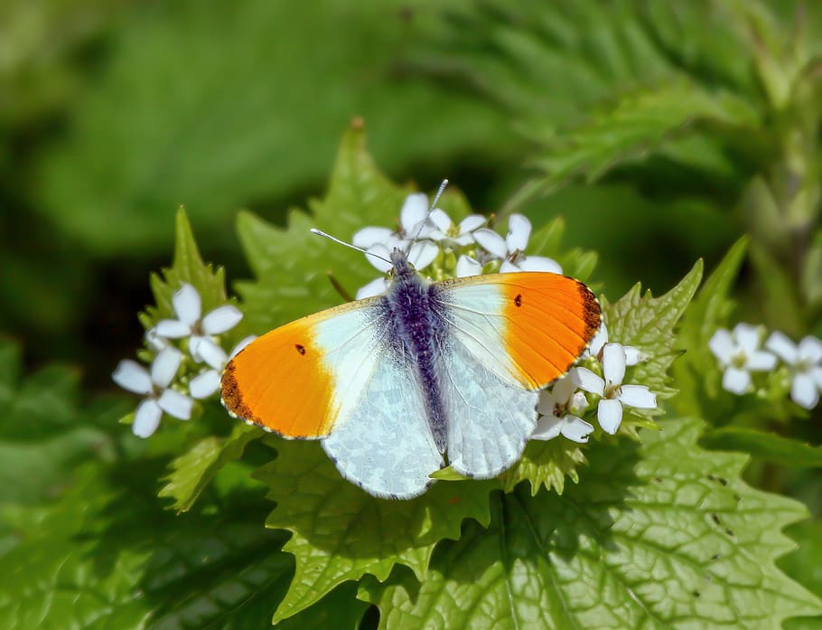 butterfly, orange-tip, nature, insect, wildlife, summer, colorful HD wallpaper
