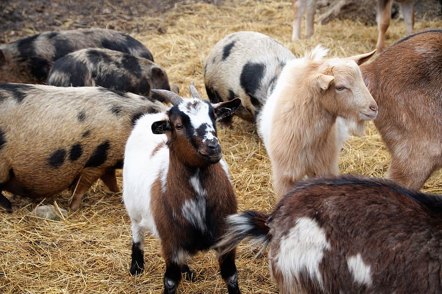 goats, economic, animal, farm, agriculture, cattle, countryside, HD wallpaper