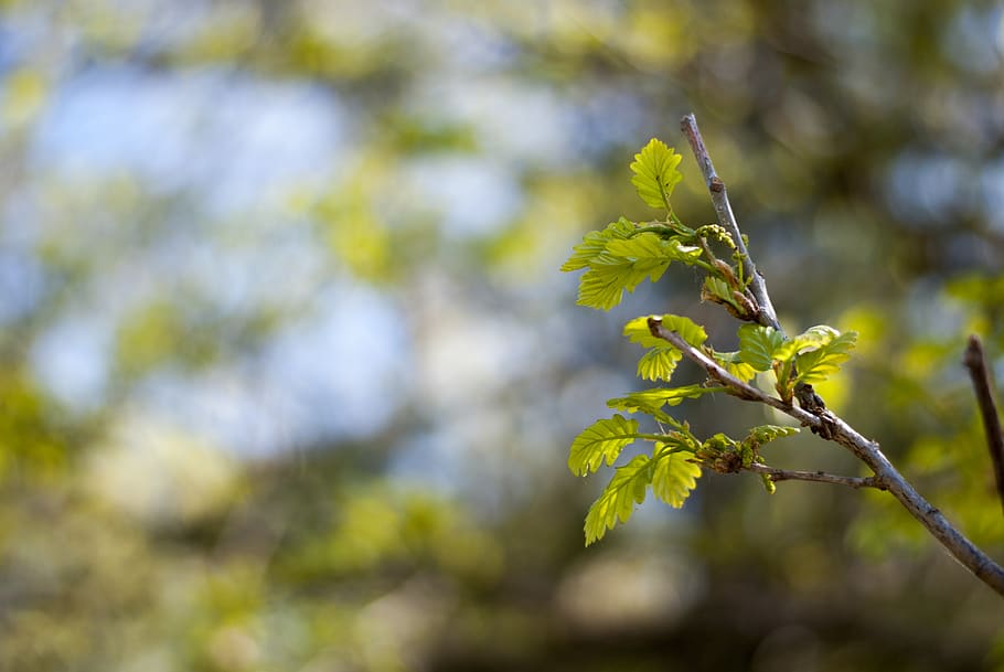 green plant, growth, beauty in nature, focus on foreground, tree HD wallpaper