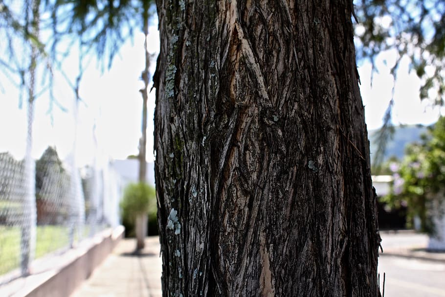 ecuador, quito, tree, park, trunk, tree trunk, plant, focus on foreground HD wallpaper