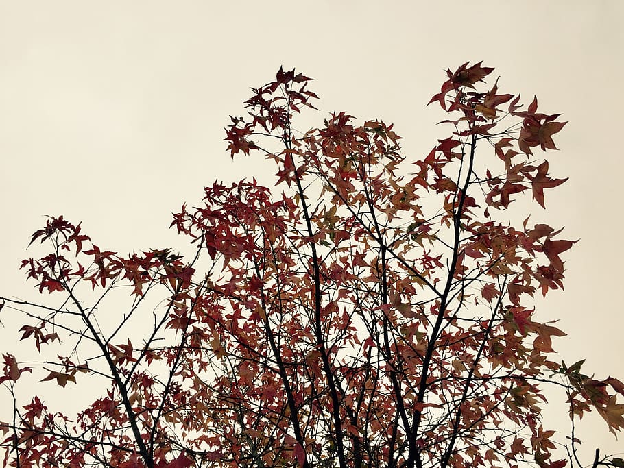 tree, leaves, autumn, fall, plant, low angle view, sky, growth HD wallpaper