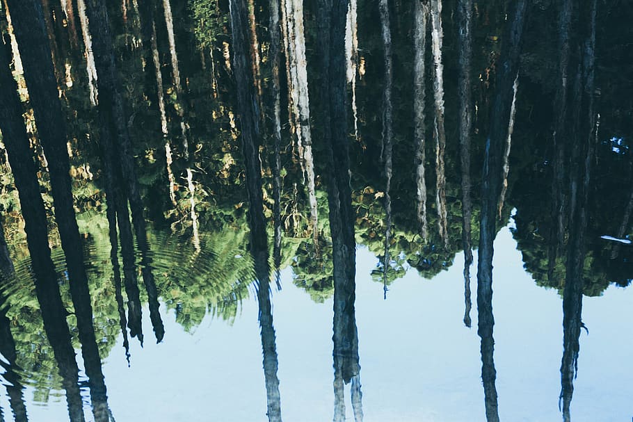 forest, reflection, trees, lake, shadow, plant, tranquility HD wallpaper