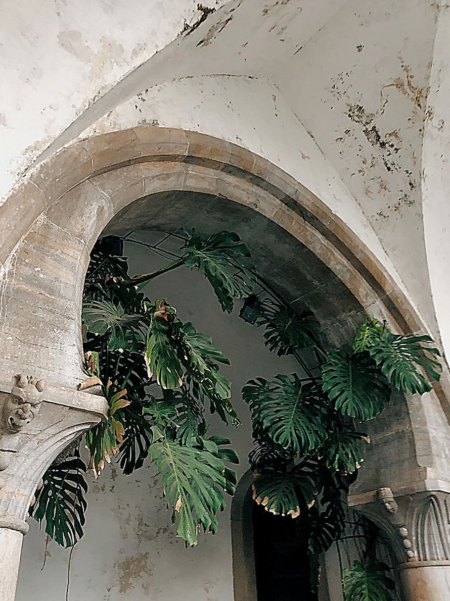 Green Leafed Plants Beside White Building, arches, architecture HD wallpaper