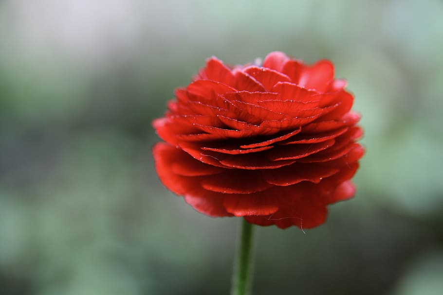 blossom, bloom, red, ranunculus, flower, petals, flowering plant HD wallpaper