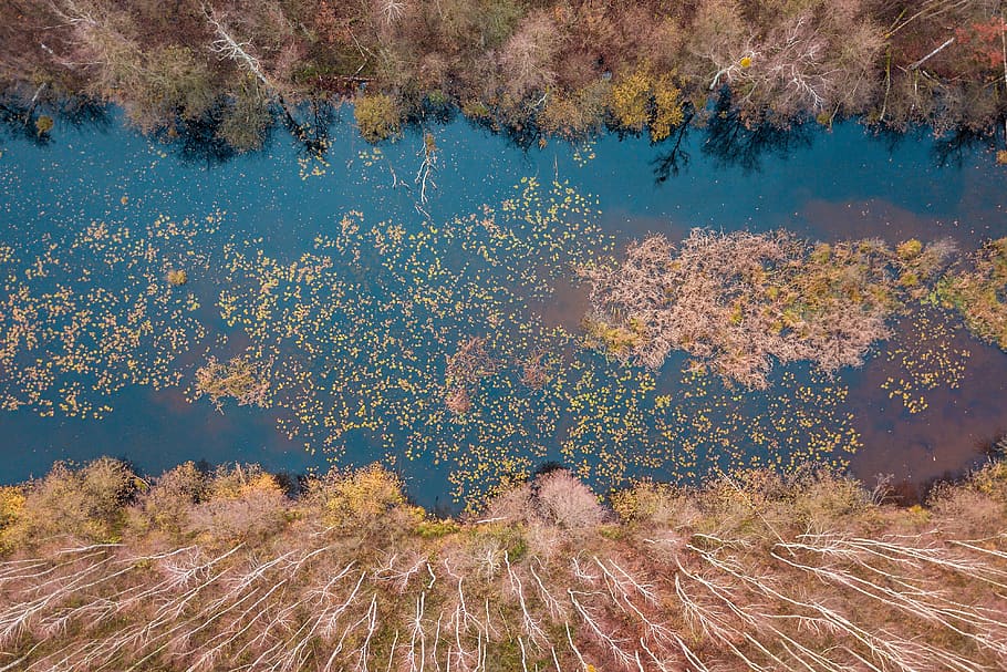 forest, way, tree, autumn, lake, stupidity, foliage, lets go HD wallpaper