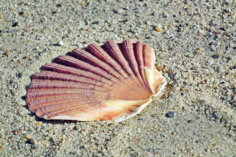 shells, sand, sea, nature, the coast, summer, holiday, beach HD wallpaper