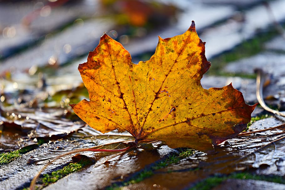 autumn leaf, veins, pattern, fallen, street, golden, light HD wallpaper