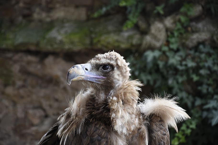 vulture, bird, fly, sky, tree, animal, wild, one animal, animal themes HD wallpaper