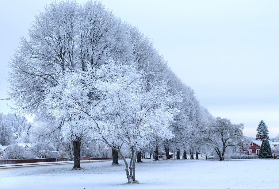 winter, cold, snow, nature, frost, season, landscape, background HD wallpaper