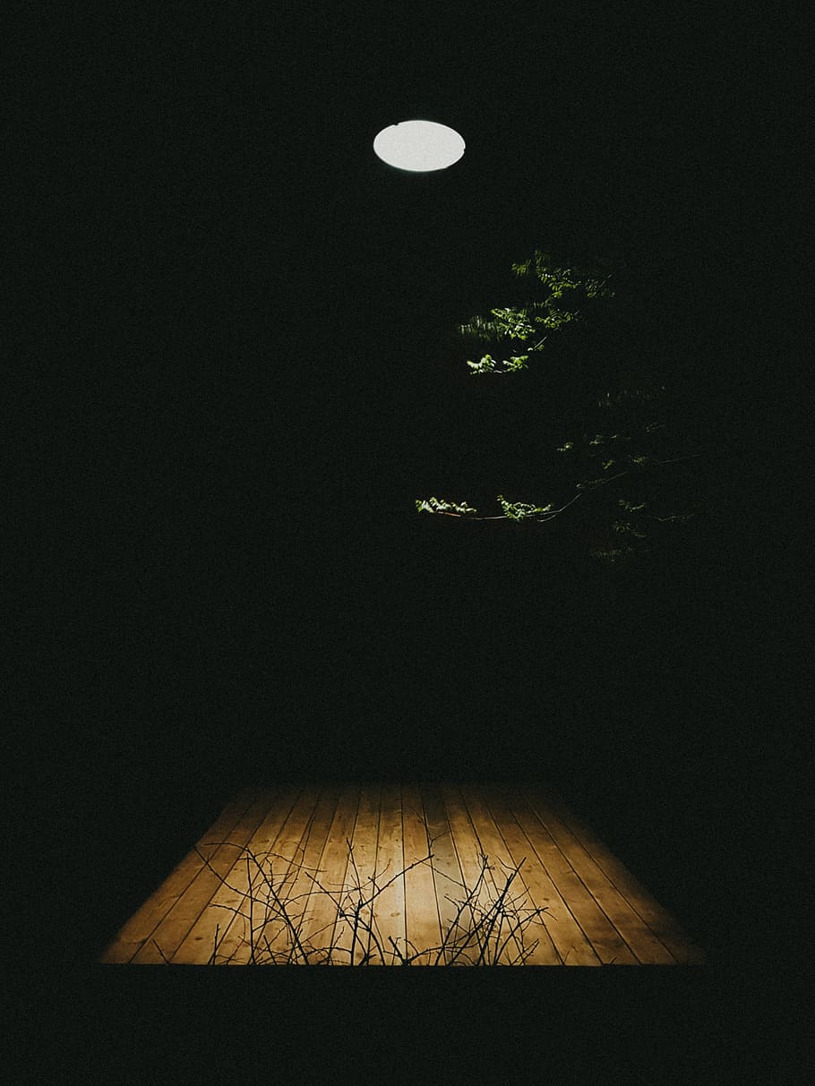 ukraine, kyiv, night, moon, plant, no people, sky, nature, tree HD wallpaper