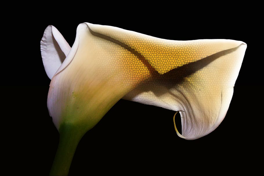 white, calla, fresh, flower, nature, fragrance, garden, blooming HD wallpaper