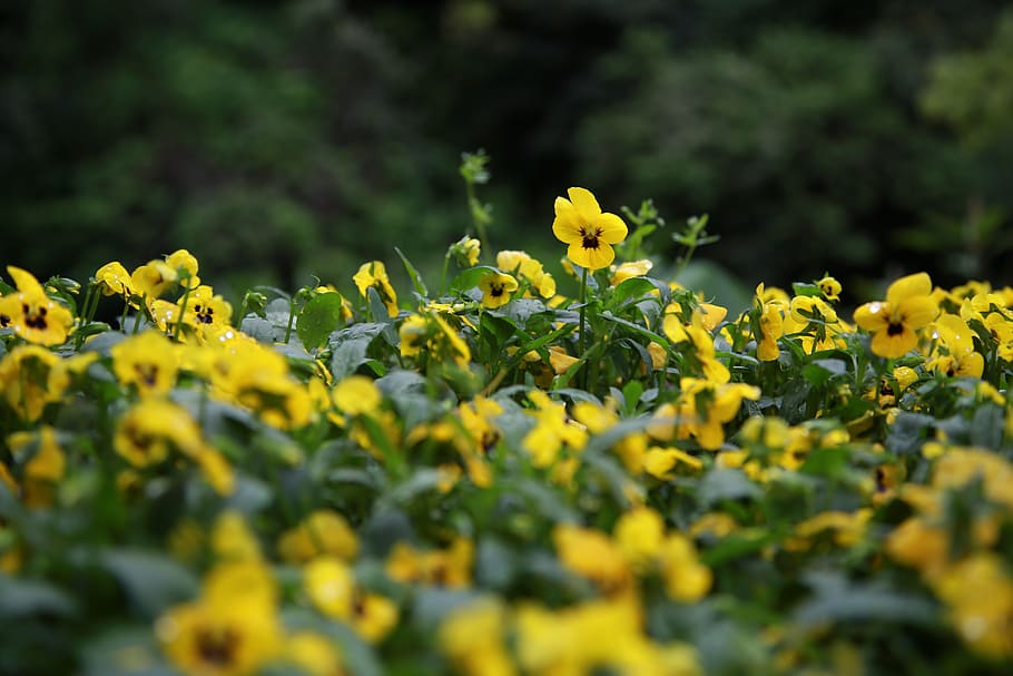 pansy, flowers, spring, plants, nature, garden, petal, yellow HD wallpaper