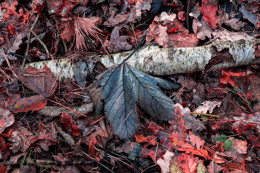 autumn, leaves, forest, nature, fall foliage, fall color, colorful HD wallpaper