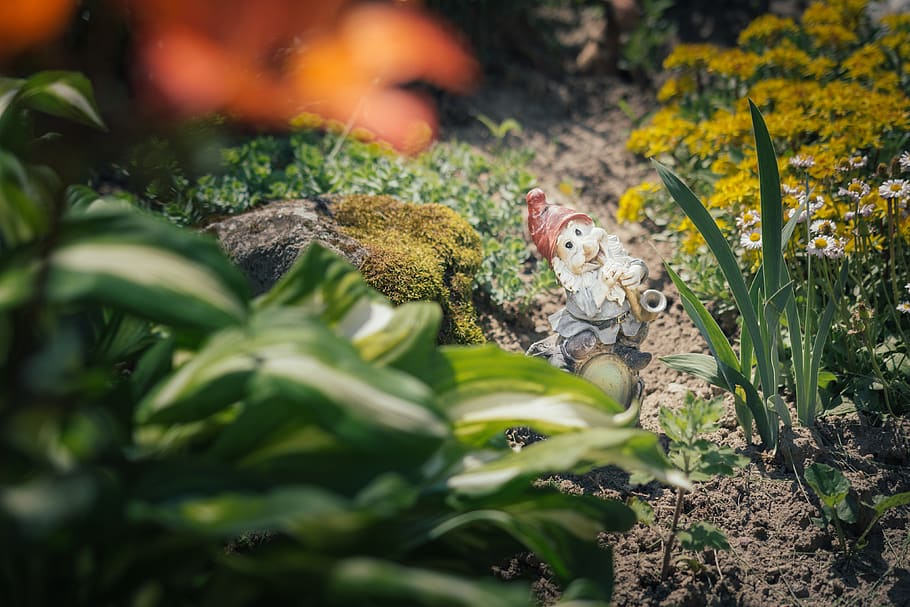 dwarf, garden, plant, selective focus, no people, nature, representation HD wallpaper