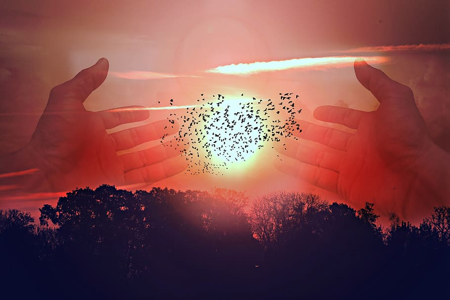hand, tree, sun, sunrise, flock of birds, landscape, symbolic HD wallpaper