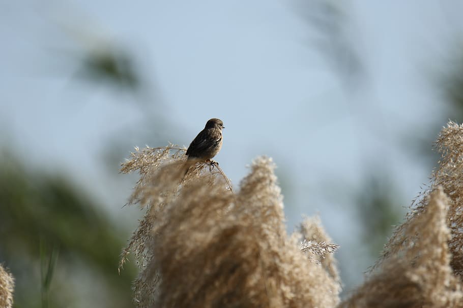 bird, nature, branch, sky, animal wildlife, animals in the wild HD wallpaper
