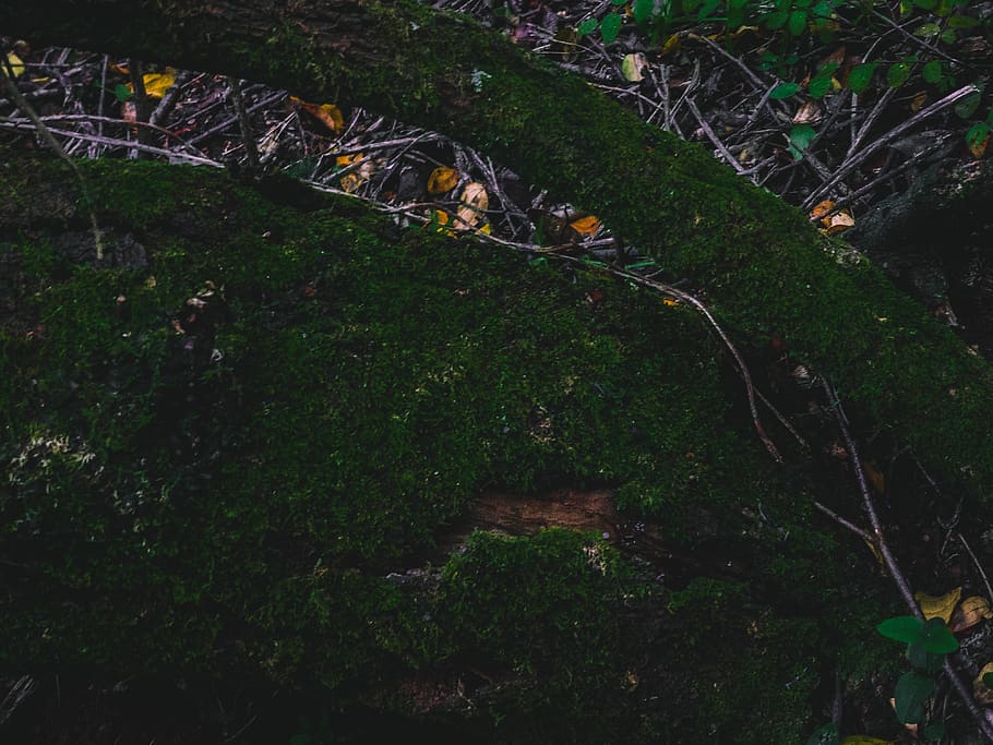 croatia, forest, trees, dark, green, darks, deep, jungle, branches HD wallpaper
