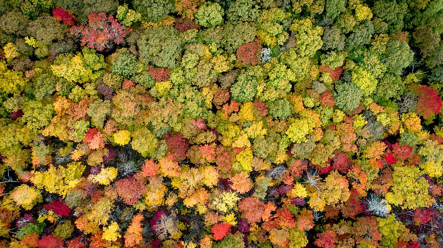 green trees, plant, bush, vegetation, blossom, flower, leaf, wildlife HD wallpaper