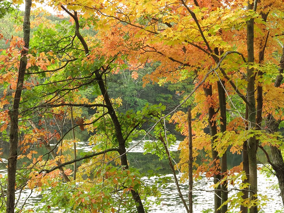 autumn, fall, 2016, lake, trees, forest, orange, yellow, green HD wallpaper