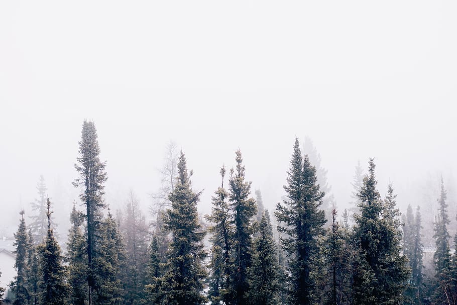 nature, forest, trees, woods, smoke, fog, haze, plant, beauty in nature HD wallpaper