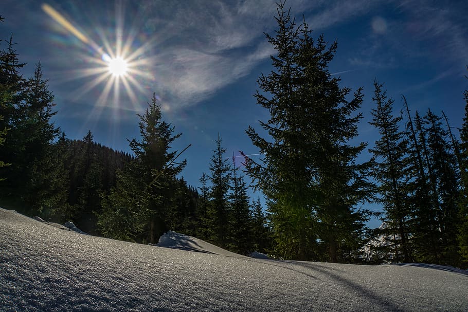 green pine tree, plant, abies, fir, conifer, outdoors, spruce HD wallpaper